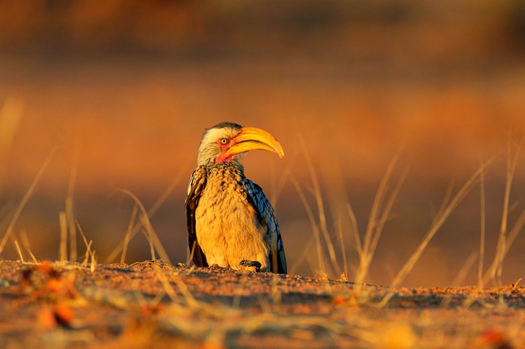 Hoornvogel, Etosha Natonaal Park
